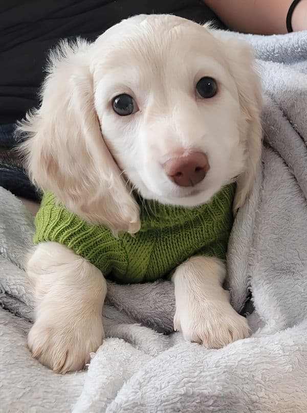 farmhouse-cream-puppy-green-sweater