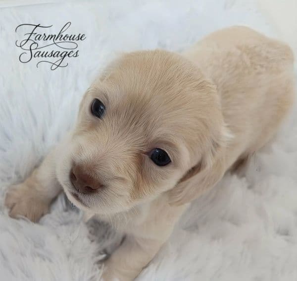 farmhouse-cream-puppy-logo