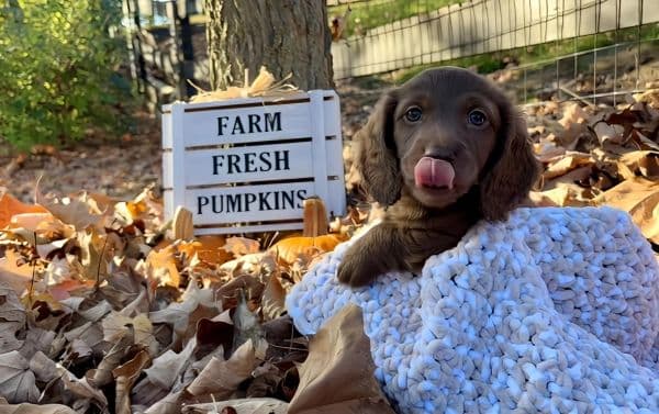 farmhouse-fall-chocolate-puppy