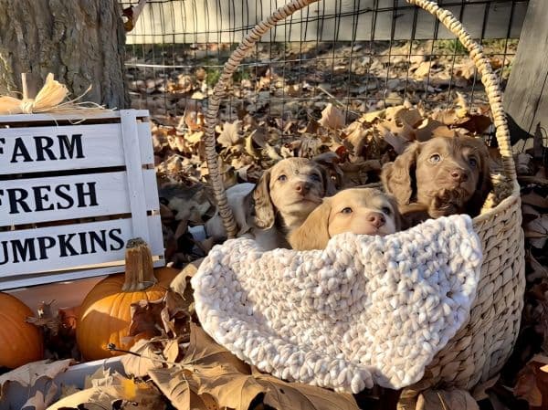 farmhouse-fall-puppy-trio