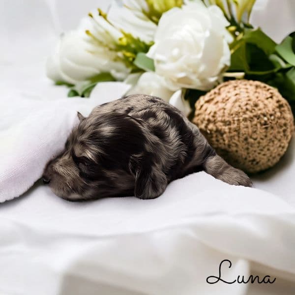 farmhouse-luna-newborn