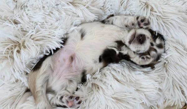farmhouse-playful-dapple-puppy