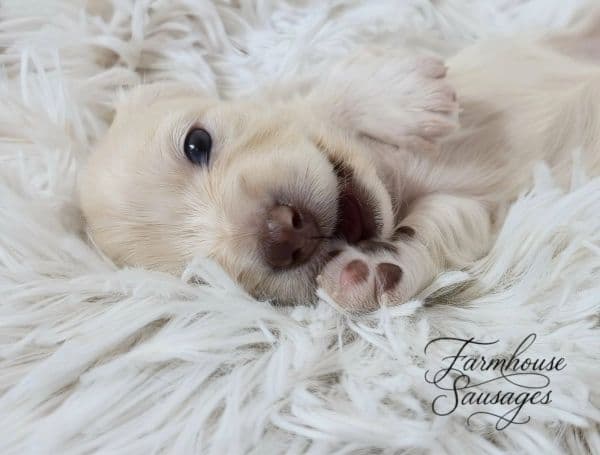 farmhouse-sleepy-cream-puppy